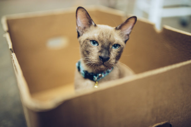 宠物收容所，猫在箱子里图片下载