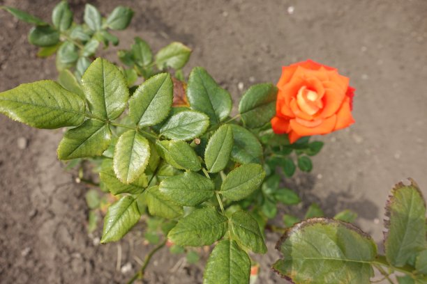 玫瑰的叶子和橙花图片下载