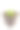 小房子仙人掌植株孤立在白色图片下载