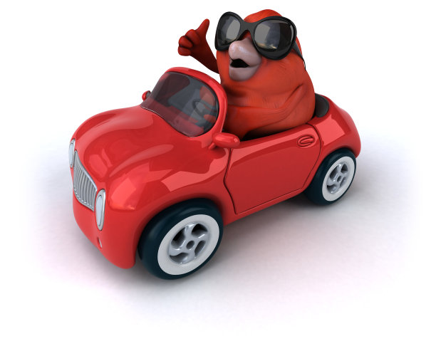 有趣的鸟图片下载