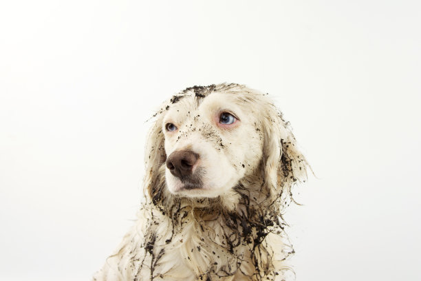 肮脏和泥泞的狗脸的肖像。内疚或悲伤的表情。孤立在白色背景上。图片下载