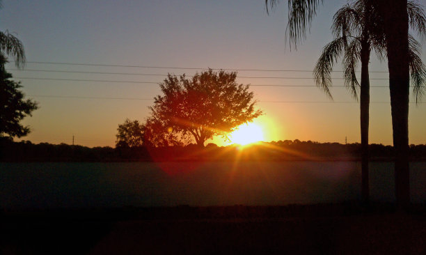 太阳从一棵棕榈树后面升起图片下载