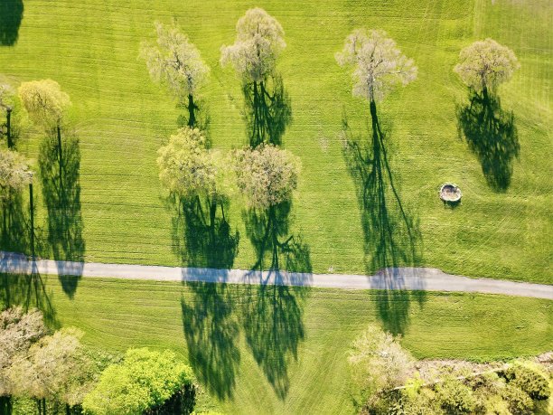 树的影子图片下载