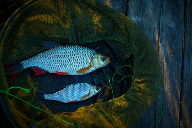 在绿色渔网和木制平台上饲养的两种鱼。图片下载
