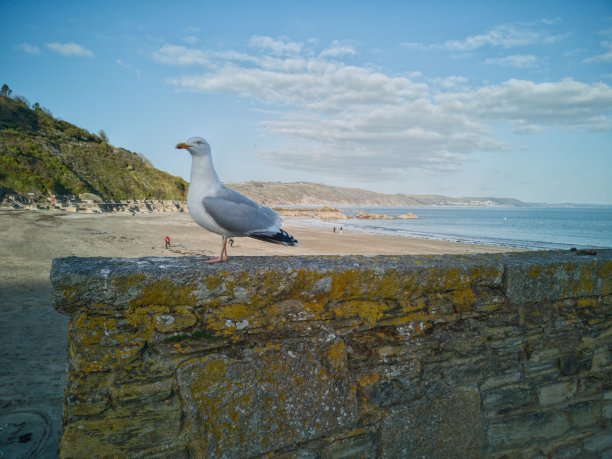 海鸥站在卢湾港堤上图片下载