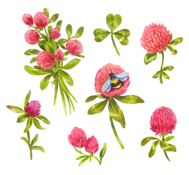 三叶草的花束。叶子和春天的花和大黄蜂图片下载