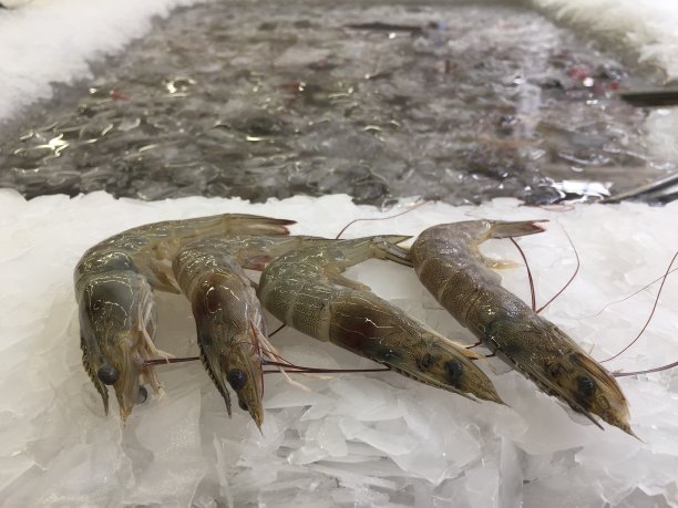 百货商店里的新鲜白腿虾。从新鲜市场大量生产的鱼供食品工业使用。用移动相机拍摄。图片下载
