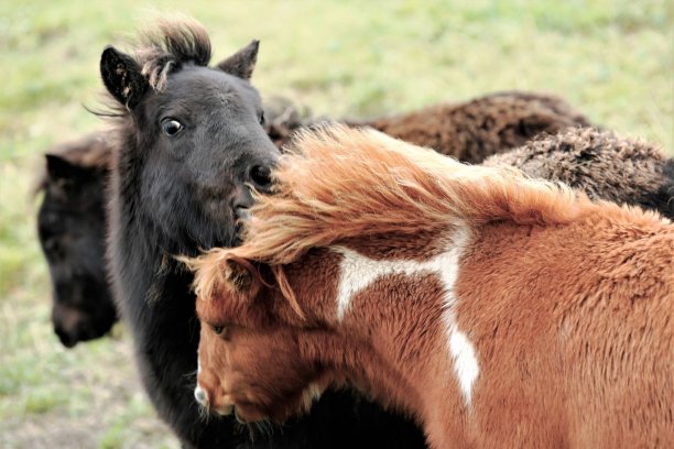 设得兰小马驹玩拽鬃毛。图片下载