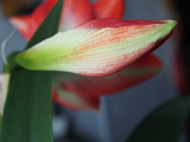 孤挺花的嫩芽即将开放图片下载