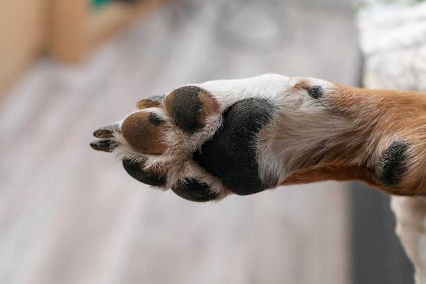 狗的爪子图片下载