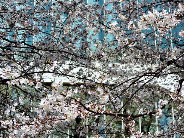 新的樱花。东京的樱花。抽象的背景图片下载