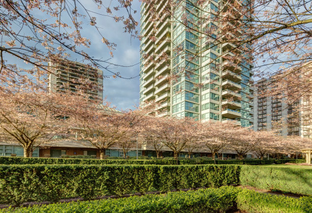 城市花园里的樱花图片下载