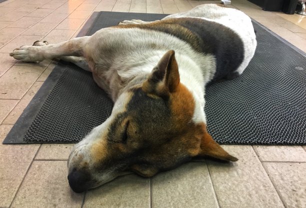 泰国狗睡，泰国曼谷图片下载