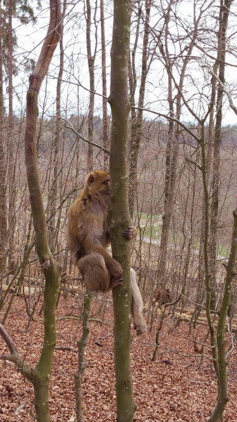 模仿现实图片下载