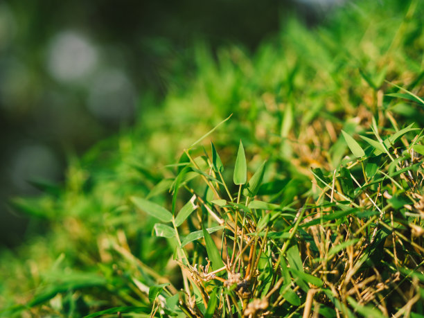 新鲜、绿色的竹叶图片下载