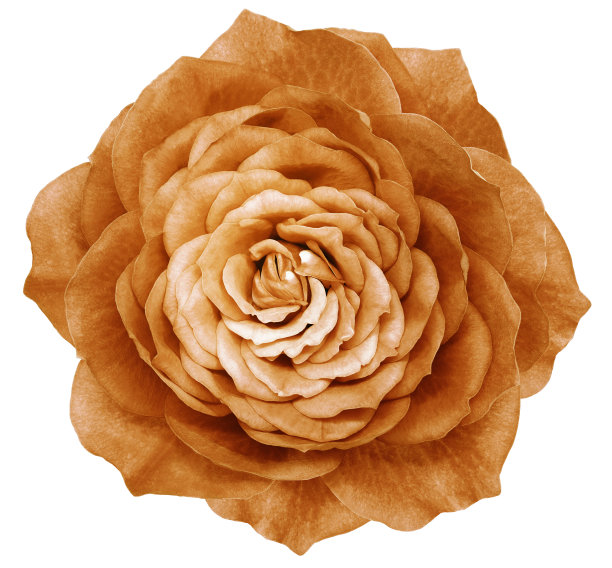 玫瑰橙色花在白色孤立的背景与修剪路径。特写镜头。大自然。图片下载