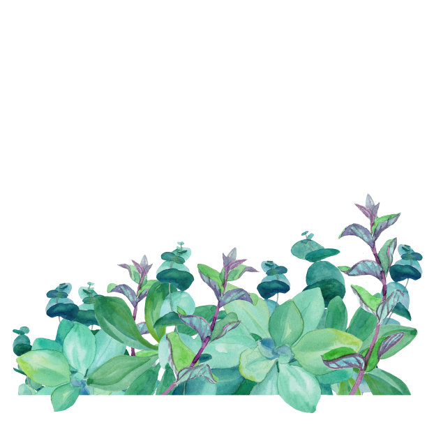 水彩手绘浅蓝色桉树，装饰荨麻，薄荷，多肉孤立在白色的背景。图片下载
