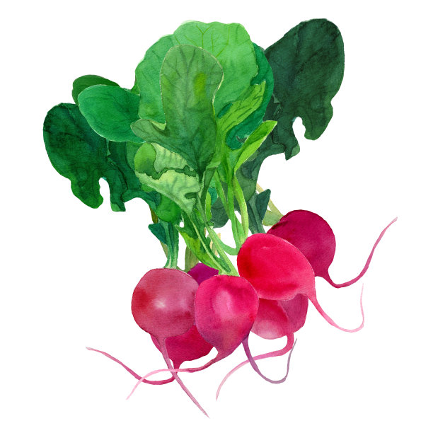 用水彩画一串新鲜的红萝卜。图片下载