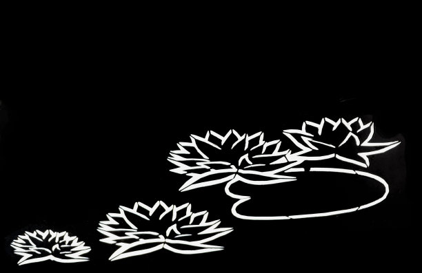 黑色背景上的荷花图片下载