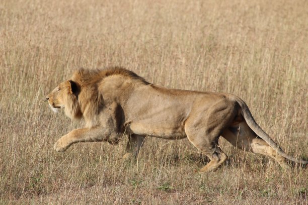 马赛马拉“准备攻击”图片下载