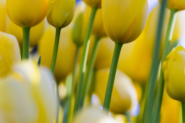 伊斯坦布尔的黄色郁金香，阿联酋公园图片下载