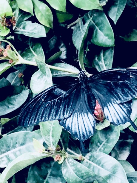 蝴蝶馆图片下载