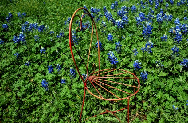 德州矢车菊的花园图片下载