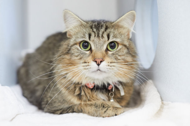 一只长毛棕色虎斑猫在动物救援中图片下载