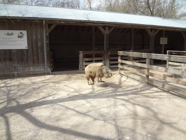 堪萨斯城动物园的美利奴绵羊图片下载