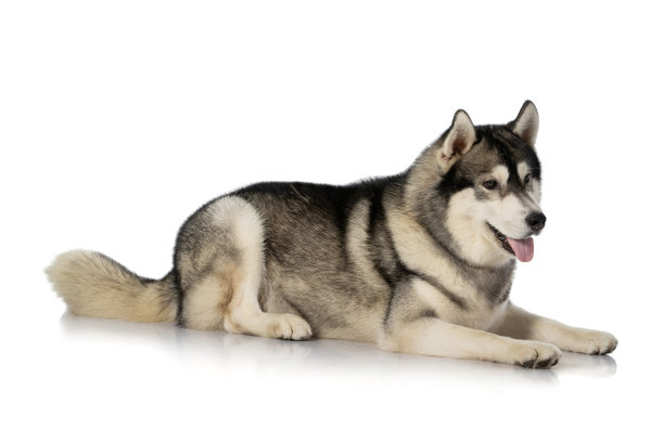 黑色和白色的西伯利亚哈士奇狗在白色图片下载