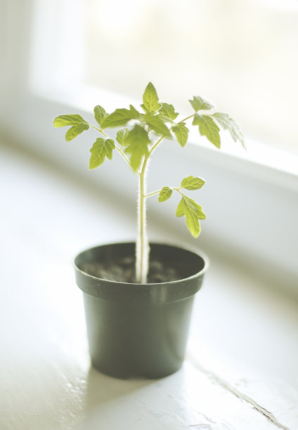 窗台上的番茄苗图片下载