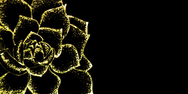 黑色背景上的金色玫瑰花。图片下载