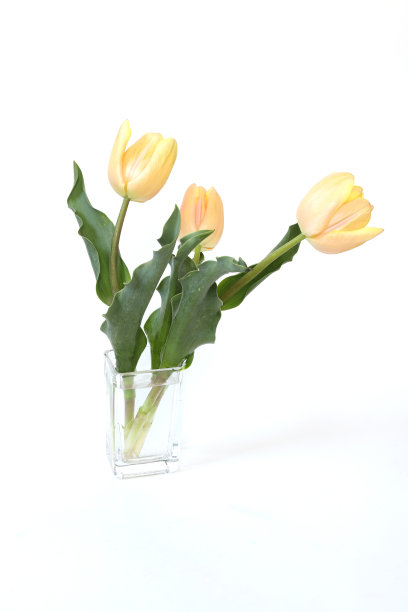 玻璃花瓶里的郁金香图片下载