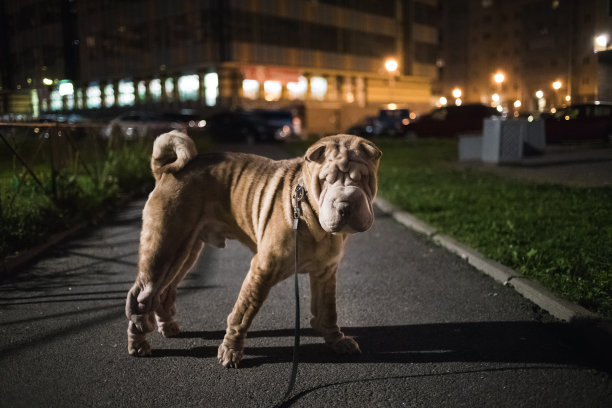 正面视图在街道上可爱的小沙皮犬中国狗图片下载