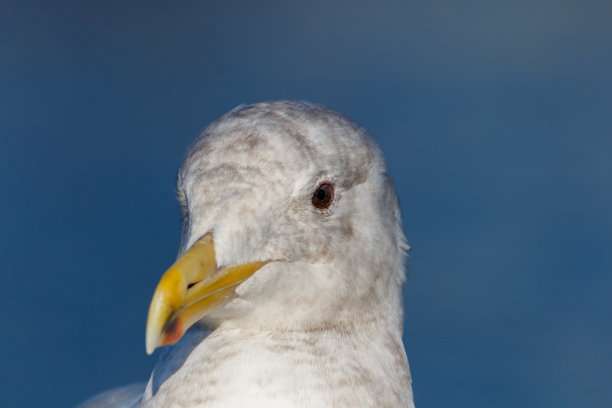 近距离详细的肖像海鸥图片下载
