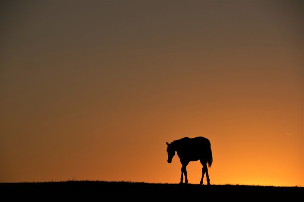 地平线上的马图片下载