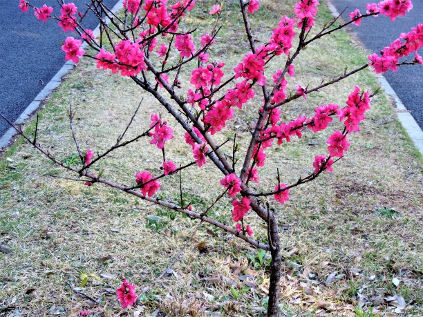 年轻的桃树开花了。3.图片下载