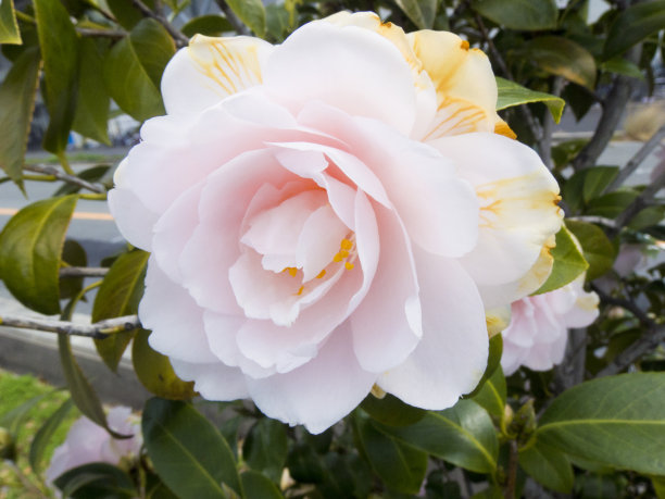 白玫瑰科花图片下载