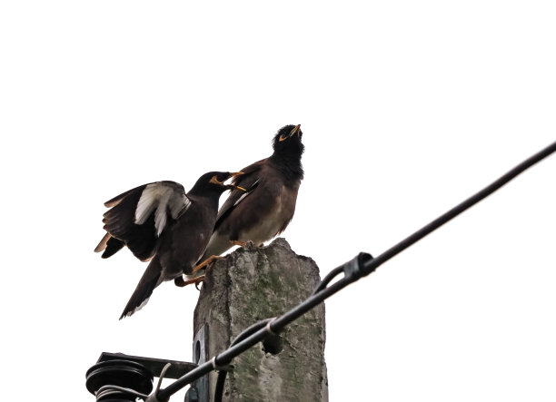 八哥降落在孤立天空的电线杆上的运动场景图片下载