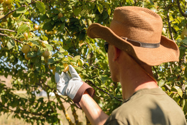 农夫戴着宽大的帽子和手套在一棵李子树上收获李子图片下载
