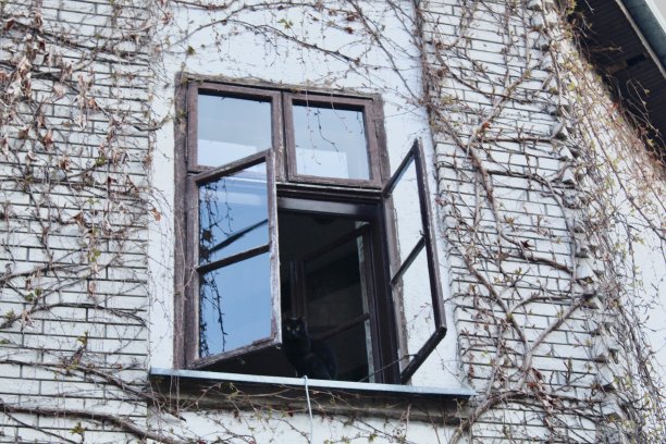 窗户上的黑猫图片下载