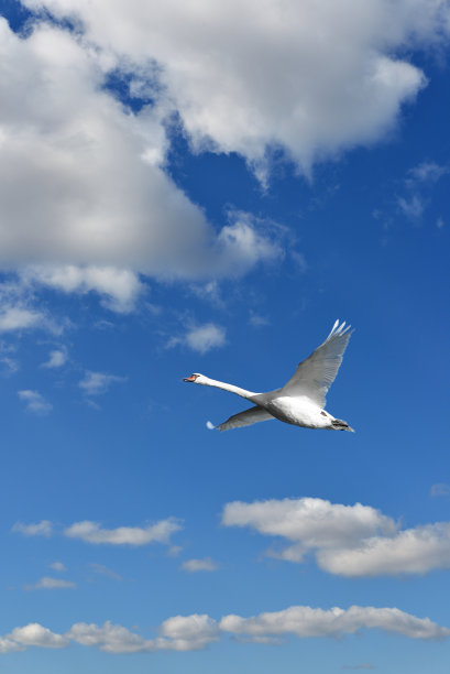 天上的风景。疣天鹅(天鹅色)飞行图片下载
