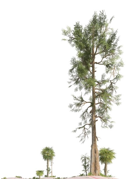 中生代的树木孤立在白色背景的3D插图图片下载