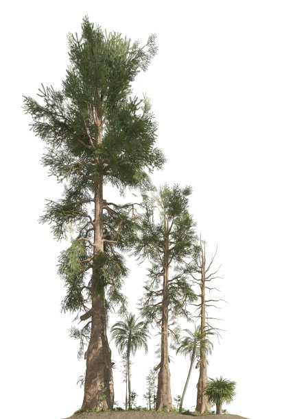 中生代的树木孤立在白色背景的3D插图图片下载