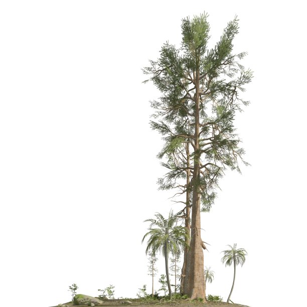 中生代的树木孤立在白色背景的3D插图图片下载
