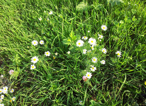 在干燥的晴天甘菊图片下载