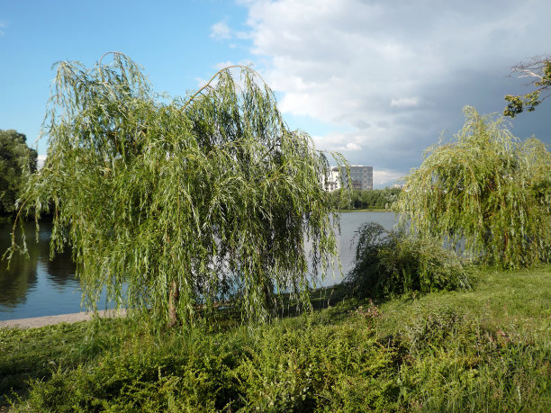 城市公园的夏天图片下载