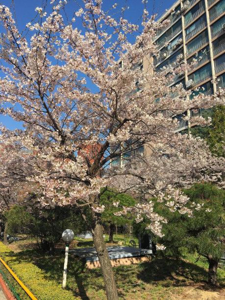 首尔公寓里的樱花图片下载