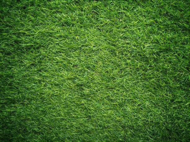 大自然绿草背景图片下载