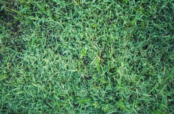 大自然绿草背景图片下载